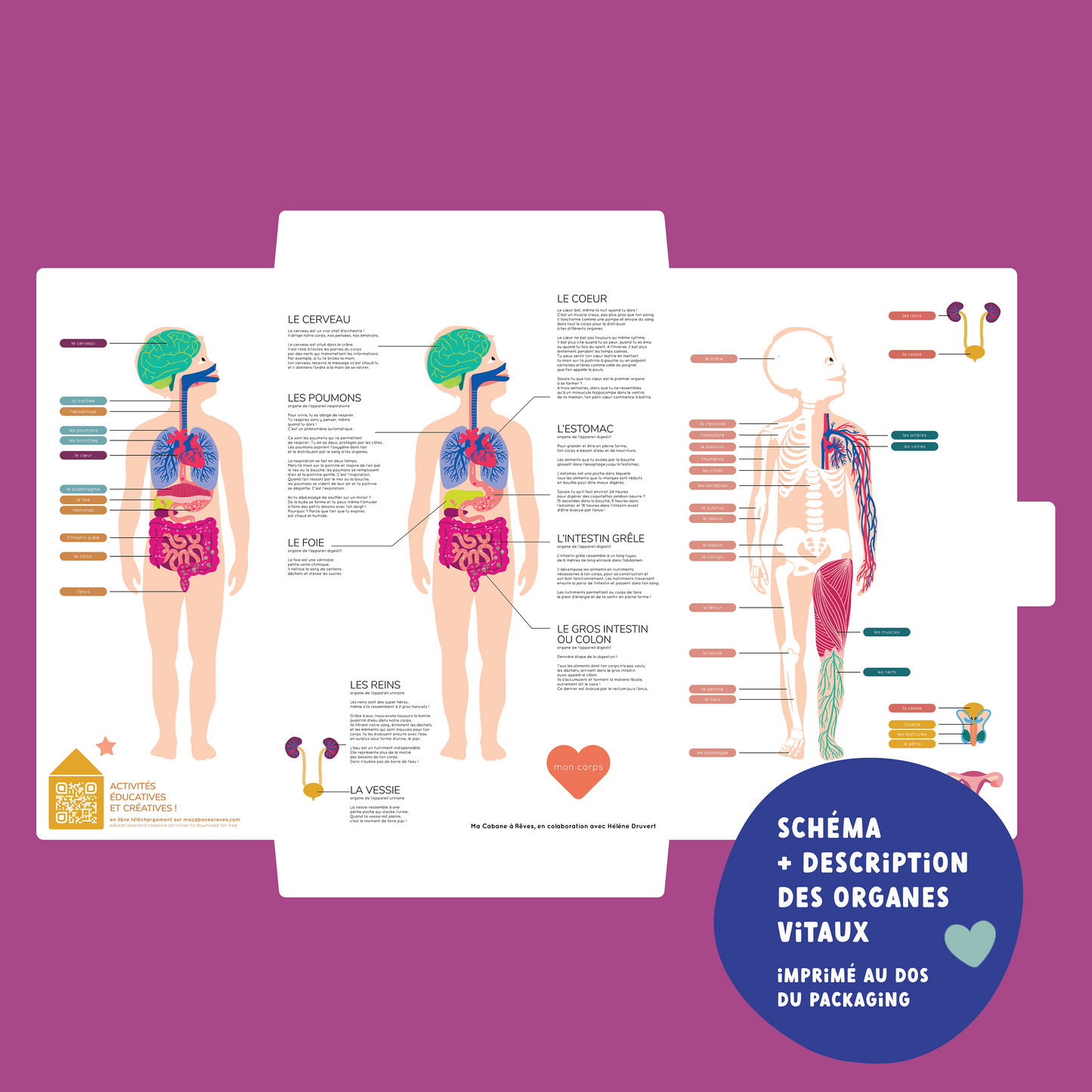 schéma et description des organes vitaux