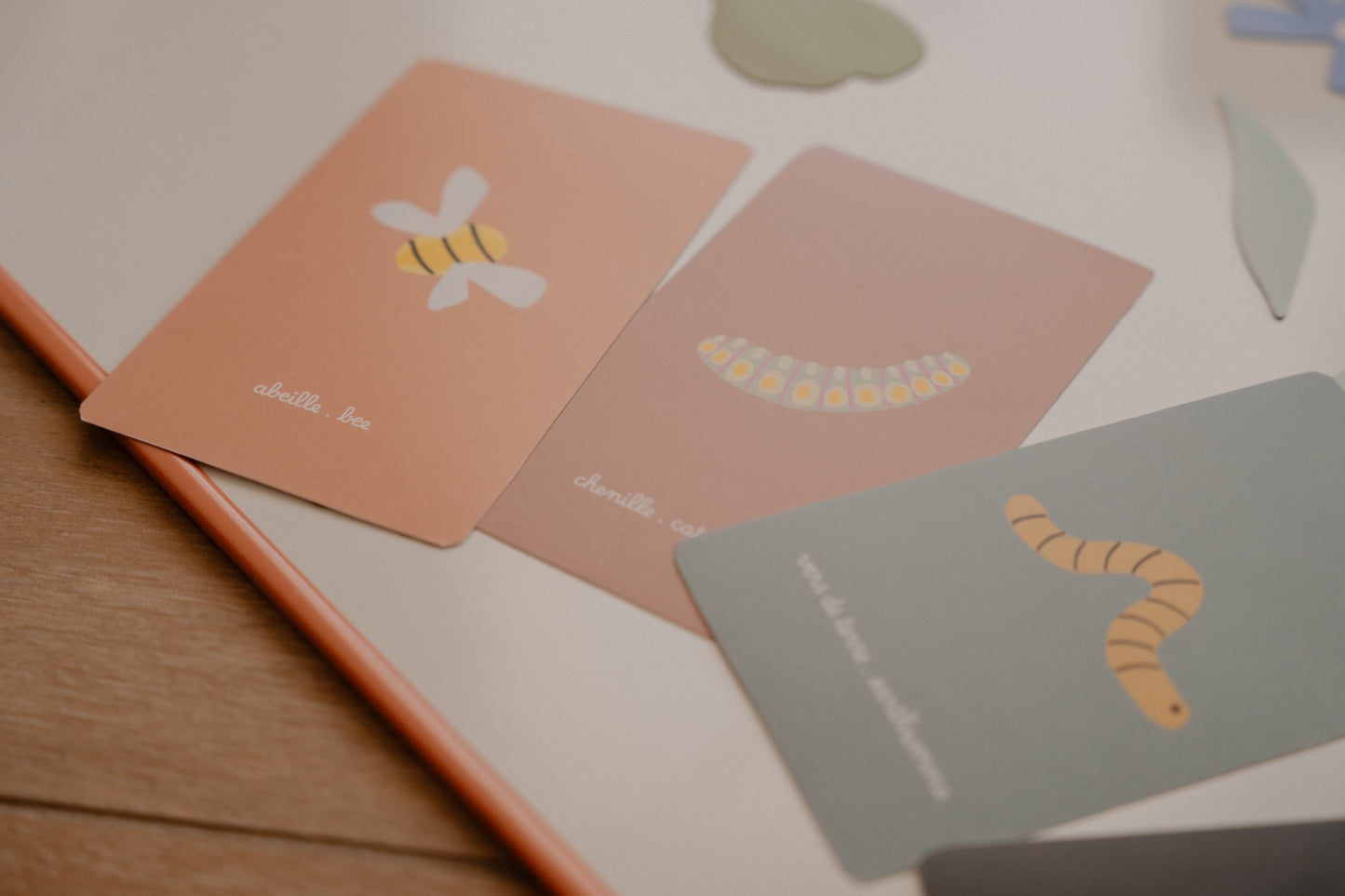 cartes imagier insectes