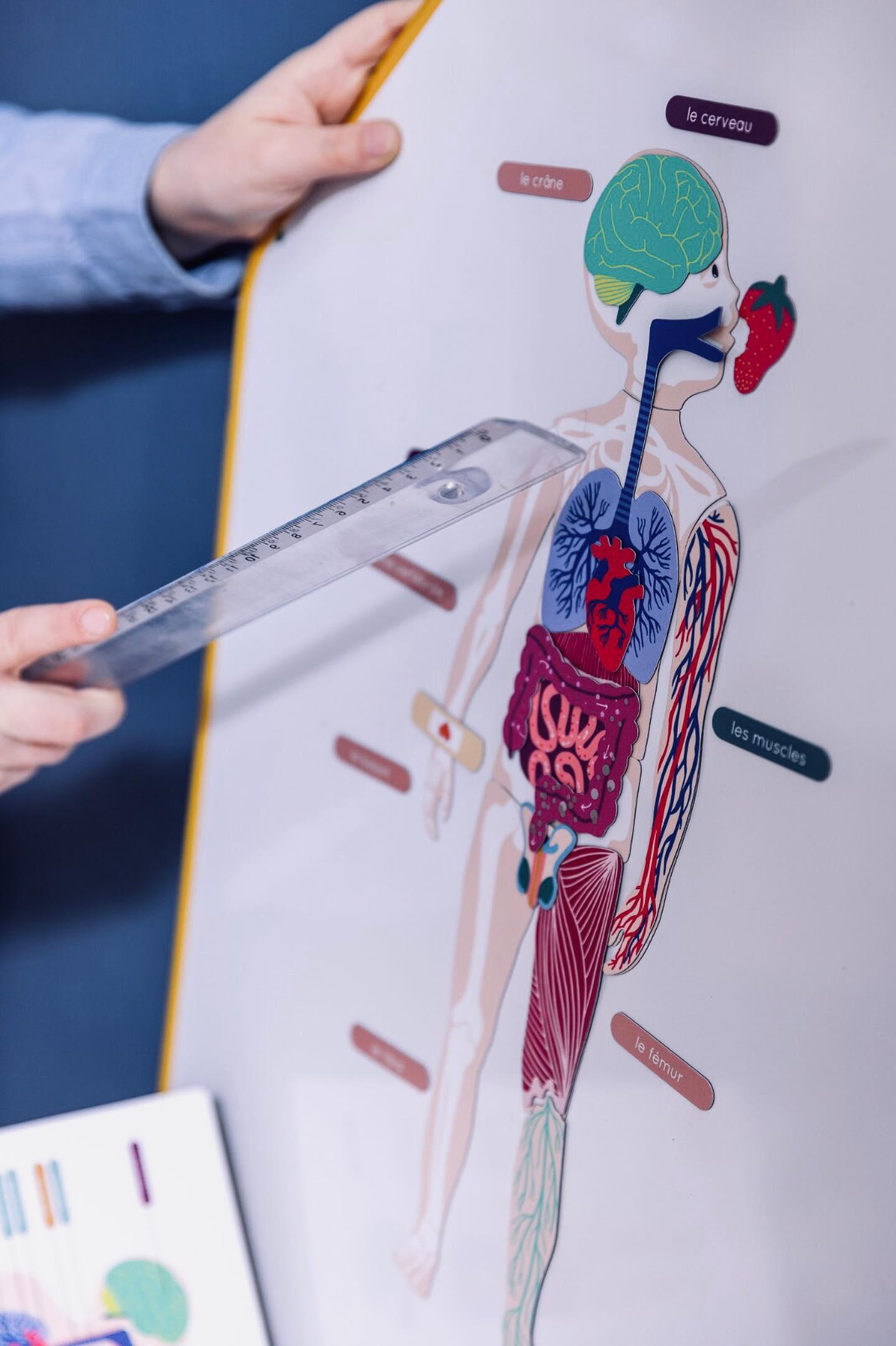 jeu éducatif magnétique - Anatomie - le Corps Humain