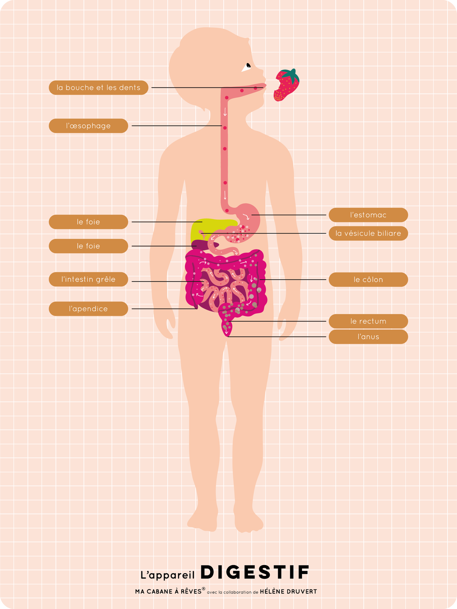 Poster anatomie appareil digestif apprendre enfant
