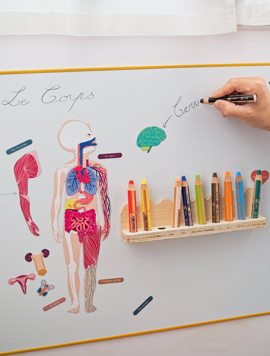 Jeu magnétique Anatomie
