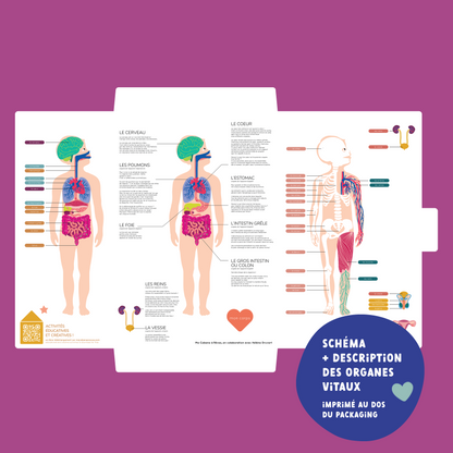 schéma et description des organes vitaux
