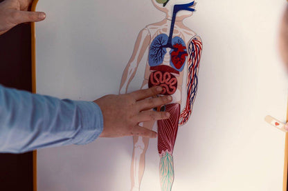 magnets anatomie - jeu éducatif magnétique