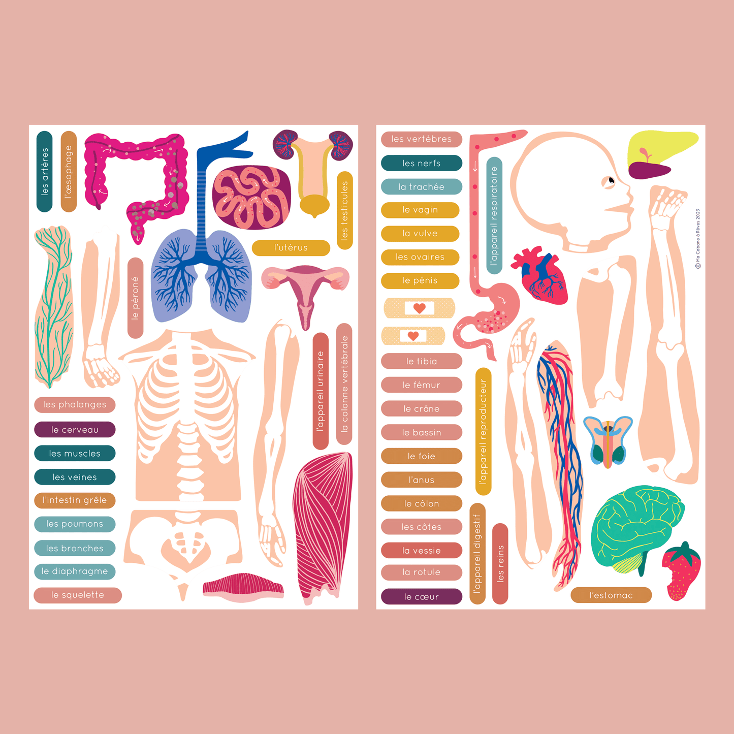 jeu magnétique Anatomie - Ma Cabane à Rêves