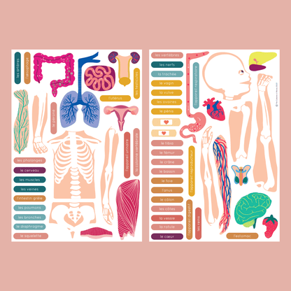 jeu magnétique Anatomie - Ma Cabane à Rêves