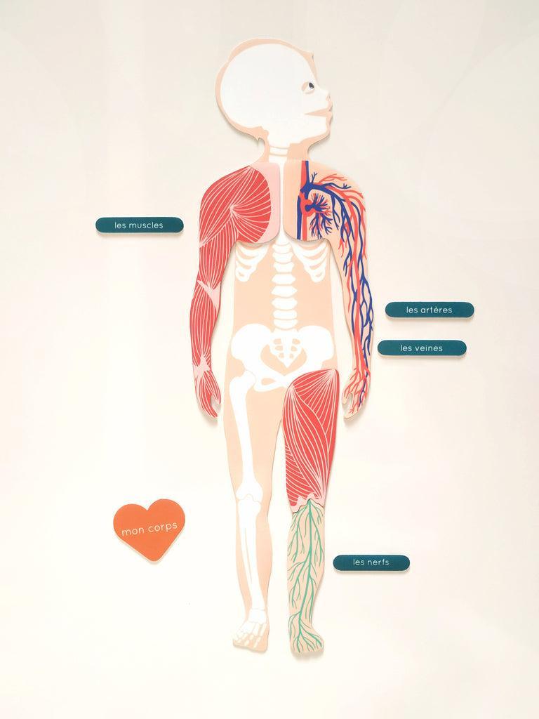 Jeu magnétique éducatif corps humain: anatomie & squelette en magnet – Ma  Cabane à Rêves