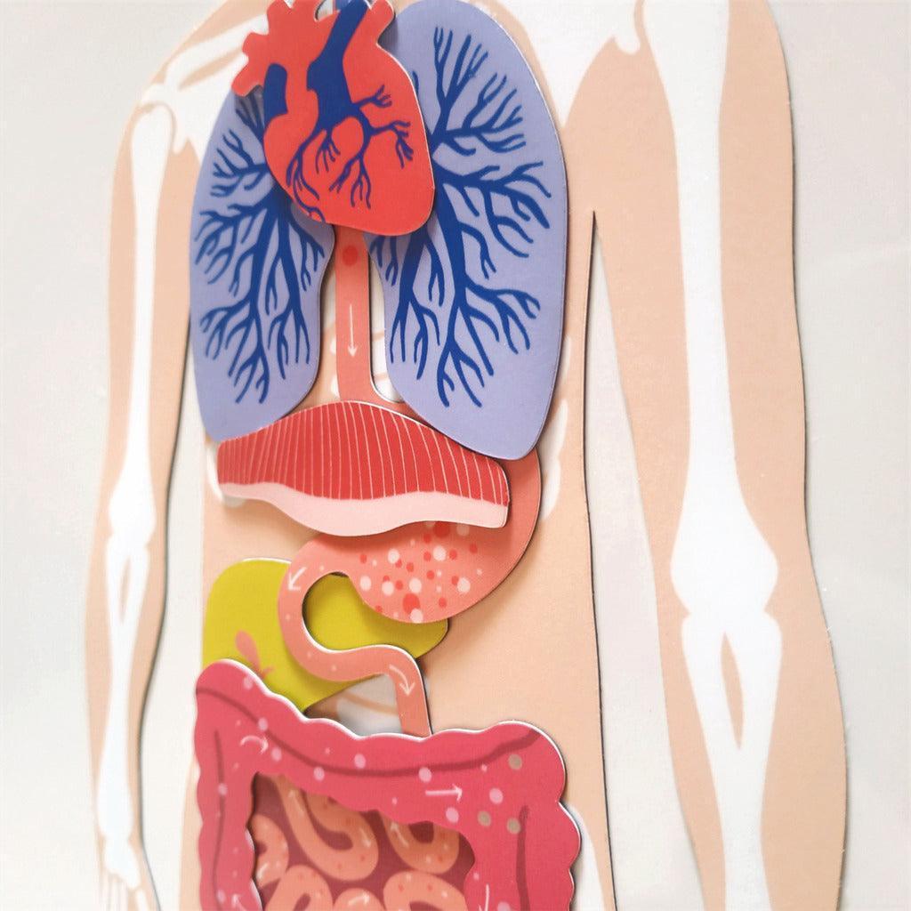 jeu magnétique Anatomie - Ma Cabane à Rêves