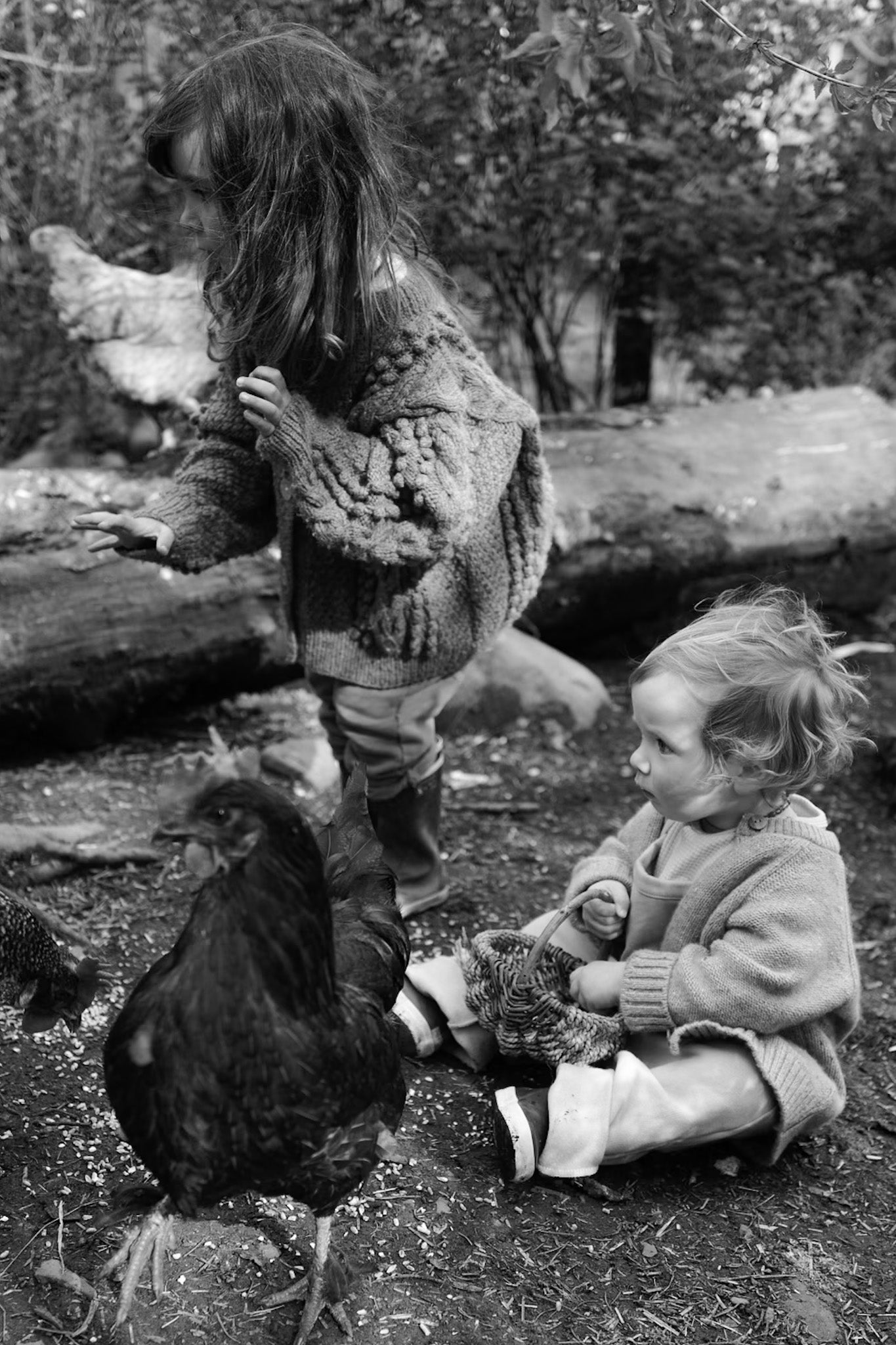 photographie Nina Davidson - nature poules, pâques