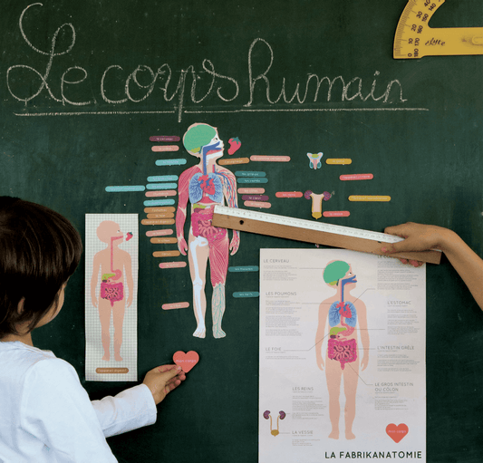 Magnet aimant jeu éducatif magnétique anatomie corps humain tableau noir école enfants gros plan règle écolier apprentissage maitresse